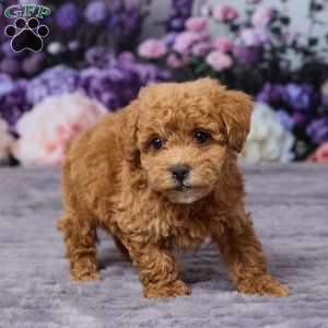 Dodge, Bich-Poo Puppy